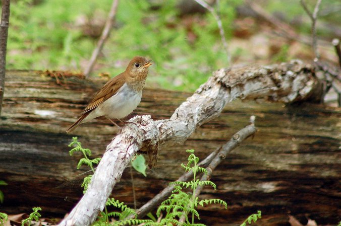 Photo (24): Veery