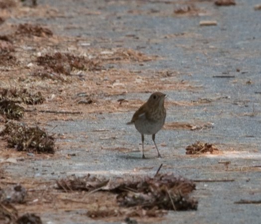 Photo (14): Veery