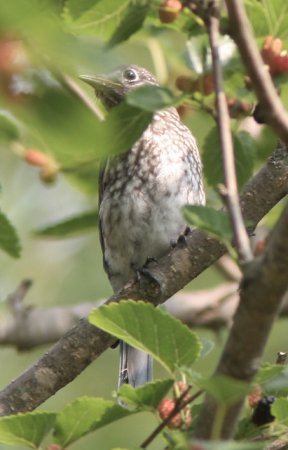 Photo (17): Veery