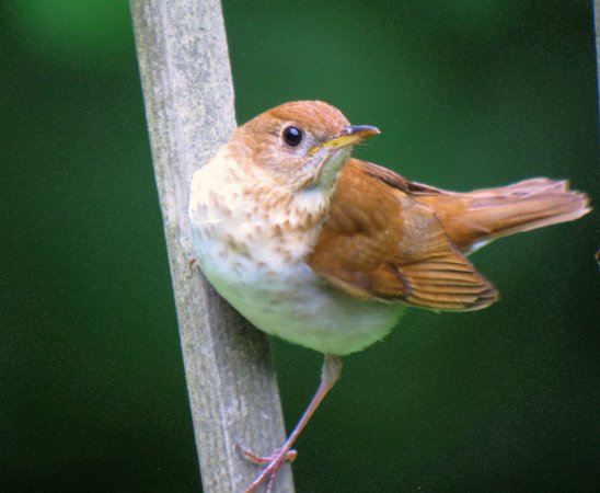 Photo (19): Veery