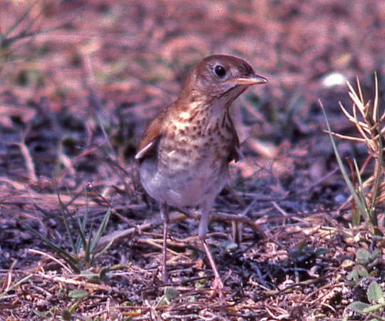 Photo (22): Veery
