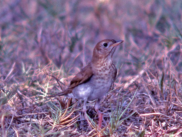Photo (12): Veery