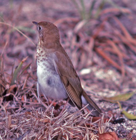 Photo (9): Veery