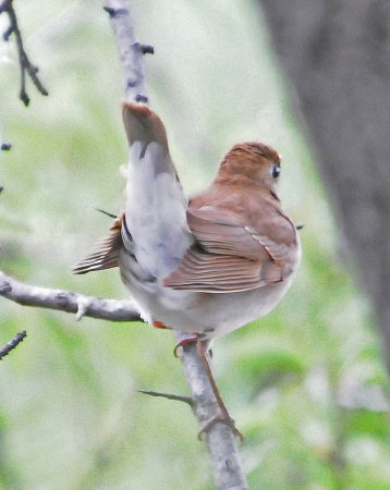Photo (21): Veery
