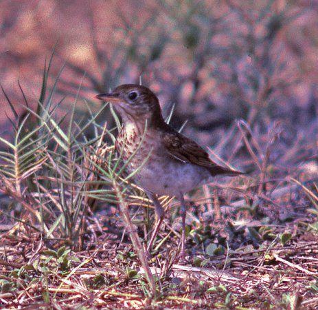 Photo (16): Veery