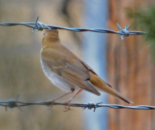 Photo (10): Veery