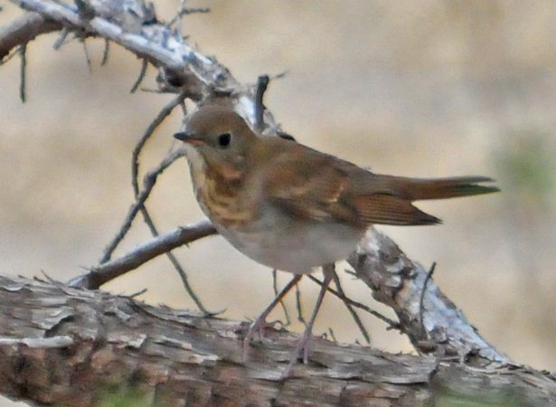 Photo (18): Veery