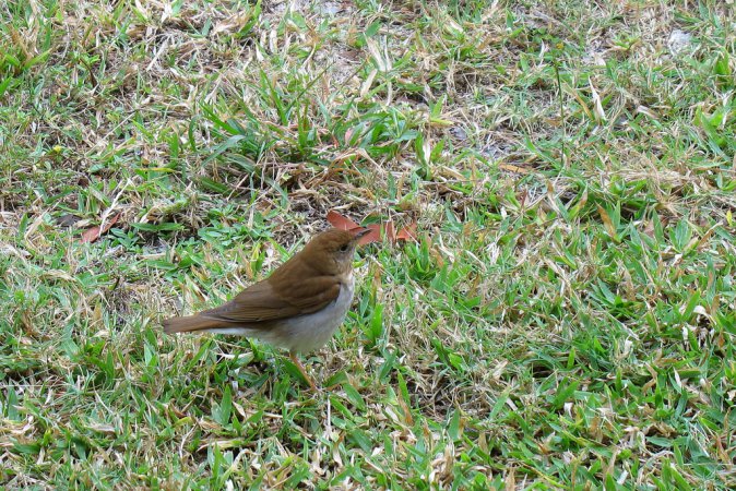 Photo (13): Veery