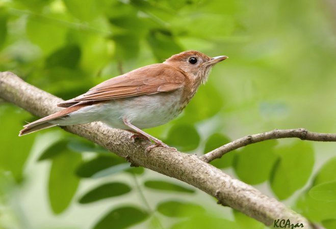 Photo (20): Veery