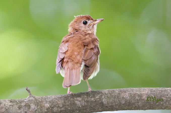 Photo (11): Veery