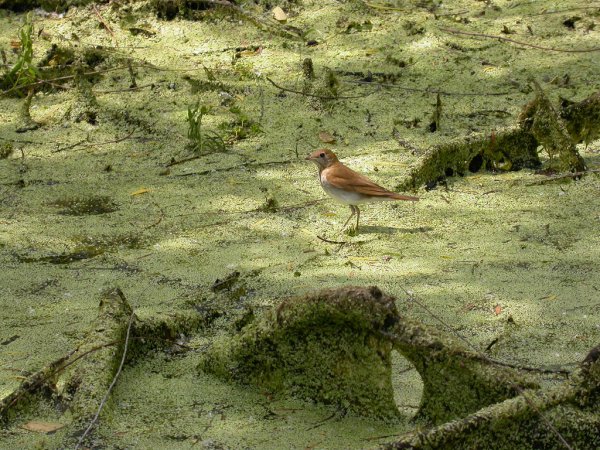 Photo (23): Veery