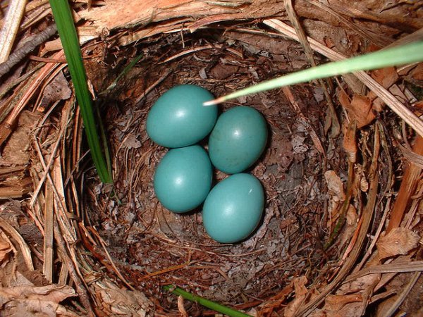 Photo (15): Veery