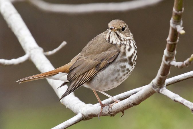 Photo (1): Hermit Thrush