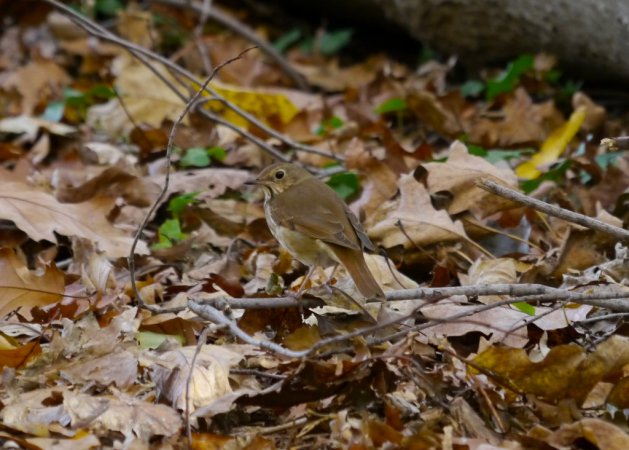 Photo (18): Hermit Thrush