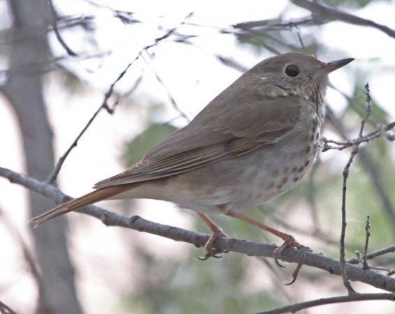 Photo (15): Hermit Thrush