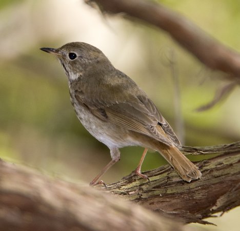 Photo (4): Hermit Thrush