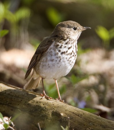 Photo (17): Hermit Thrush