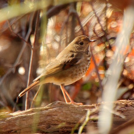 Photo (16): Hermit Thrush