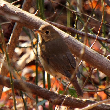 Photo (10): Hermit Thrush