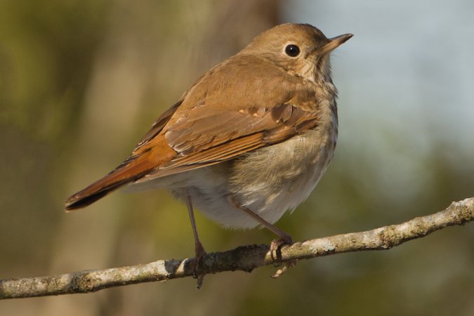 Photo (3): Hermit Thrush