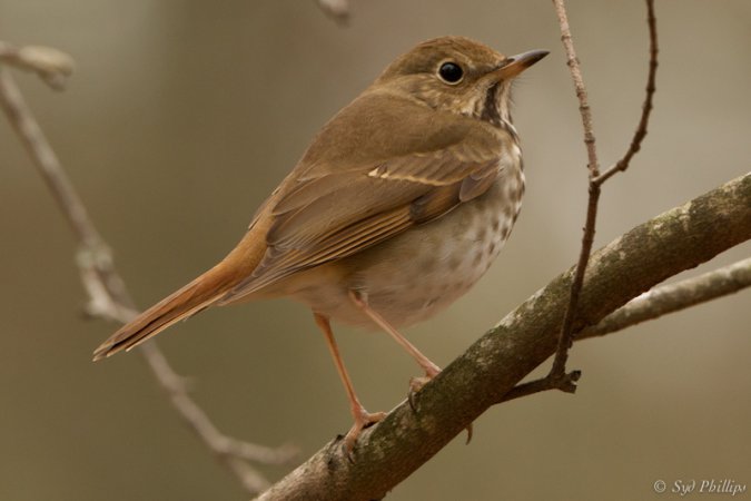 Photo (2): Hermit Thrush