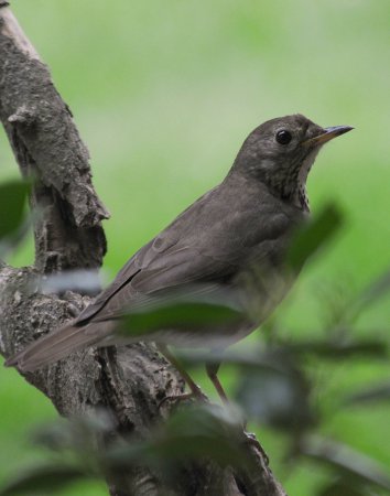 Photo (6): Gray-cheeked Thrush