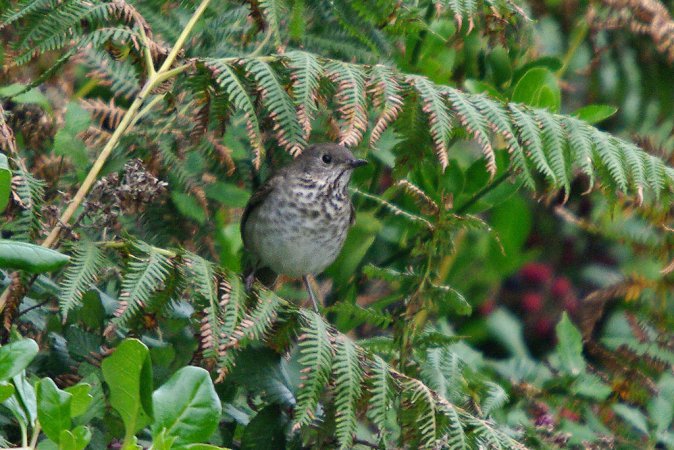 Photo (7): Gray-cheeked Thrush