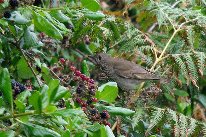 Photo (9): Gray-cheeked Thrush