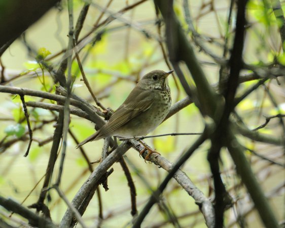 Photo (8): Gray-cheeked Thrush