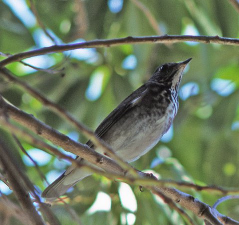 Photo (10): Gray-cheeked Thrush