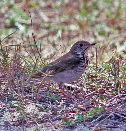 Photo (11): Gray-cheeked Thrush