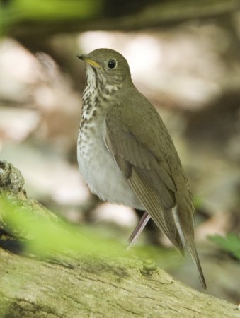 Photo (5): Gray-cheeked Thrush