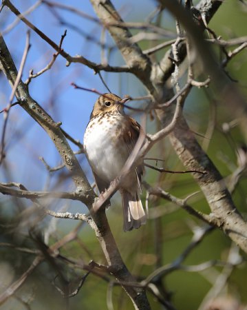Photo (11): Swainson's Thrush