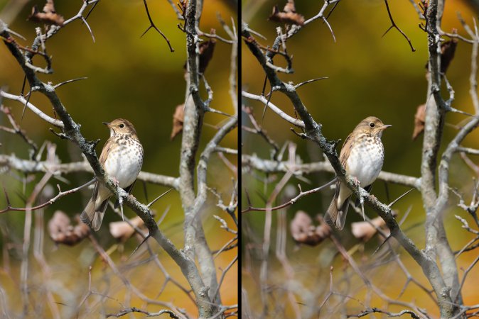 Photo (14): Swainson's Thrush