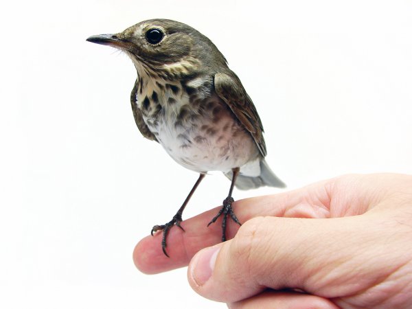Photo (12): Swainson's Thrush