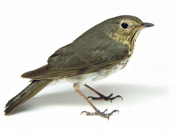 Photo (20): Swainson's Thrush