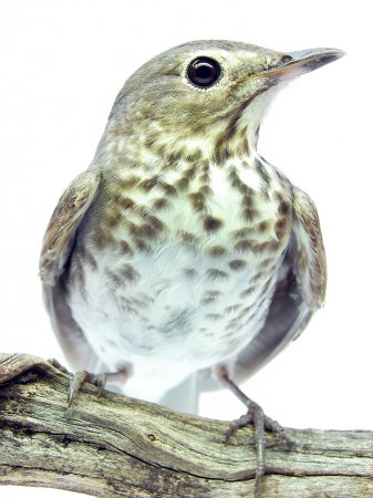 Photo (23): Swainson's Thrush