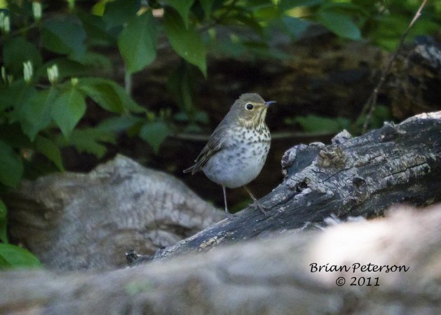 Photo (22): Swainson's Thrush