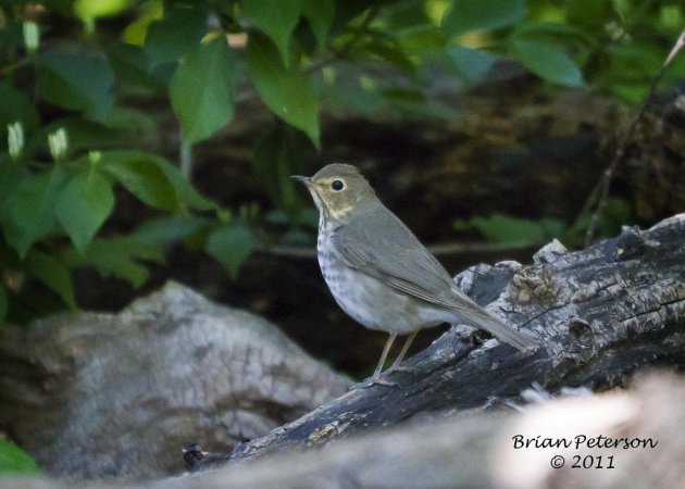 Photo (24): Swainson's Thrush