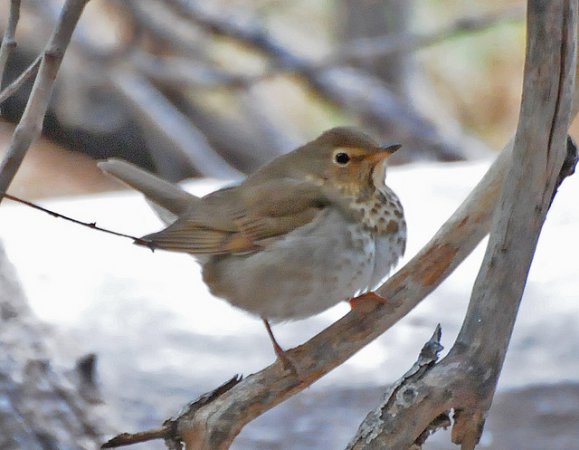 Photo (16): Swainson's Thrush