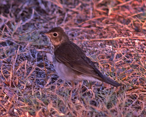 Photo (13): Swainson's Thrush