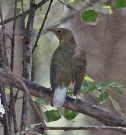 Photo (15): Swainson's Thrush