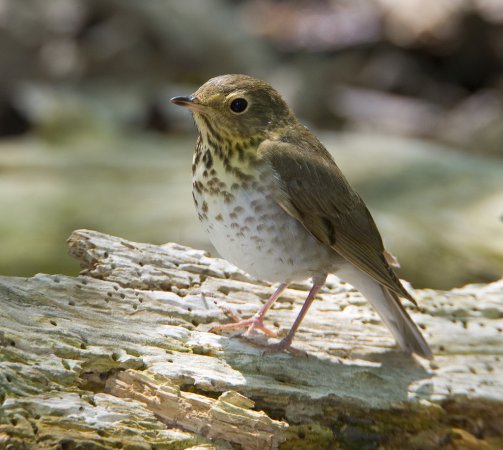 Photo (21): Swainson's Thrush