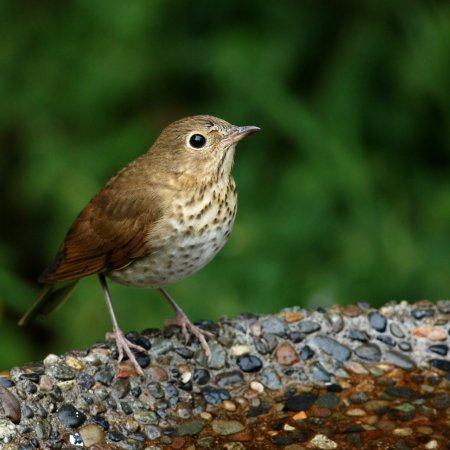 Photo (17): Swainson's Thrush