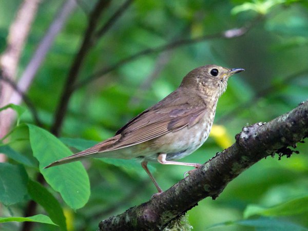 Photo (18): Swainson's Thrush