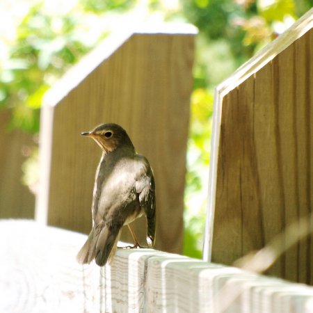 Photo (19): Swainson's Thrush