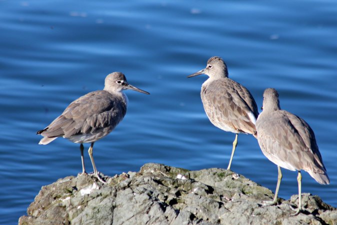 Photo (16): Willet