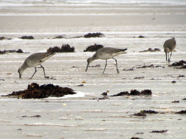 Photo (19): Willet