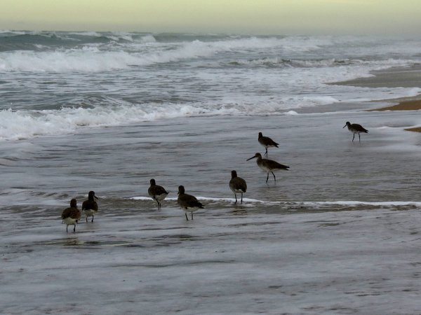 Photo (17): Willet