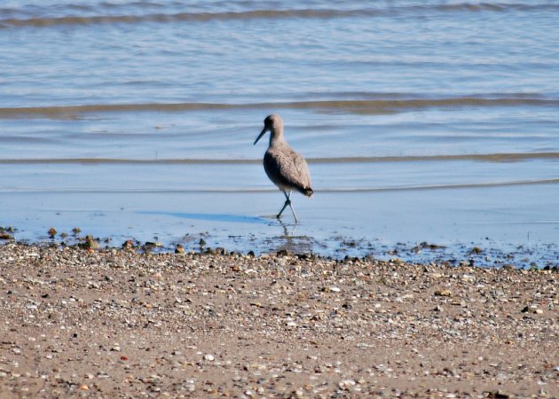 Photo (20): Willet